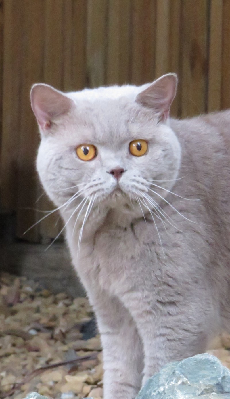 Ambritt british sale shorthair